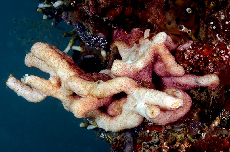 Tre poriferi del Mar Piccolo